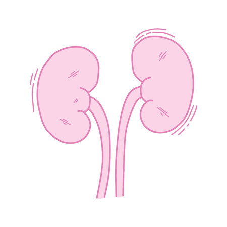 Pink human kidneys anatomy vector illustration. Minimalist hand drawn kidney internal organ icon for...