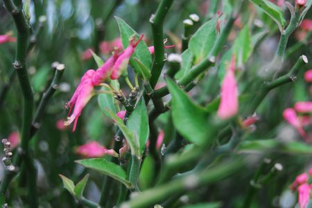 pink little flower with leavesの写真素材