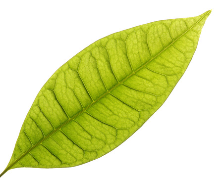 Green leaf isolated on a white backgroundの写真素材