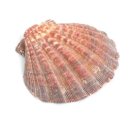 Ocean shell isolated on whiteの写真素材
