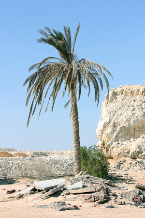 Palm tree in the desertの写真素材