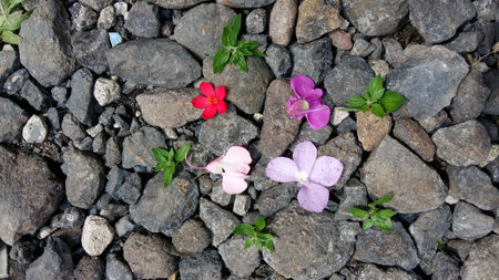 flower on the stoneの写真素材