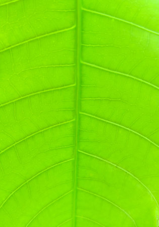 close-up photo of the texture of mango leavesの写真素材