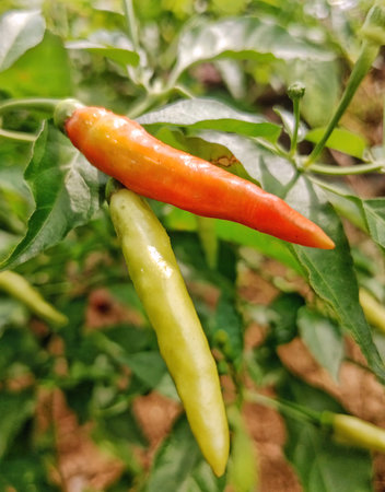 closeup of fresh yellow and red chilies still on the treeの写真素材