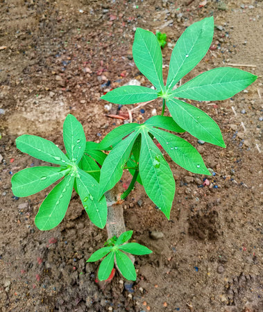 cassava trees in the garden that have only been planted for 2 monthsの写真素材