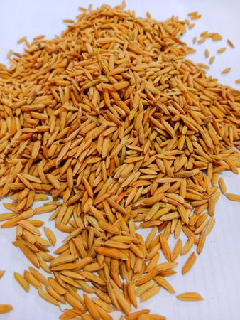 fresh grain rice just harvested from the rice fields