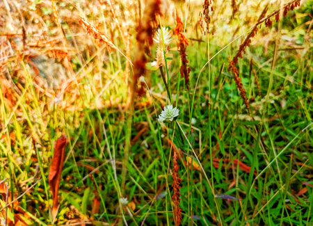 closeup of wild grass in plantation area