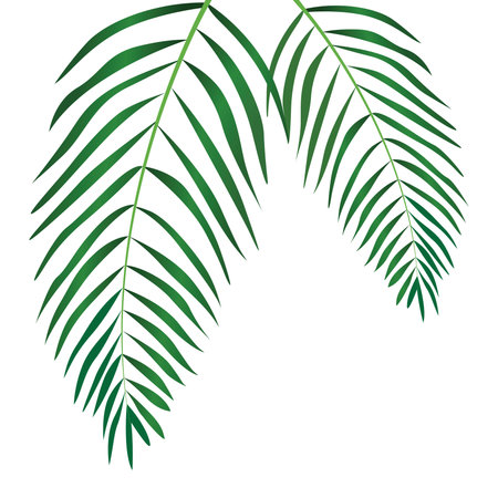 decorative coconut leaf element vector design template webのイラスト素材