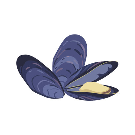A detailed vector illustration of fresh seafood mussels. One mussel is open showing the meat inside, isolated on a clean white background for culinary or marine concepts.のイラスト素材