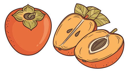 Fresh persimmon and two cut halves displaying seeds, leaves. Isolated vectorのイラスト素材