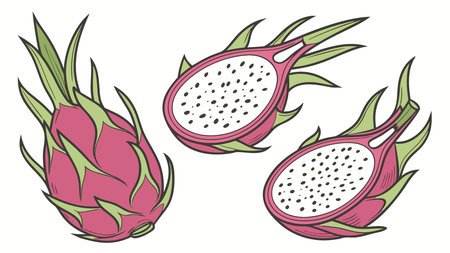 Dragon fruit illustration; whole and halved fruits with seeds and green leavesのイラスト素材