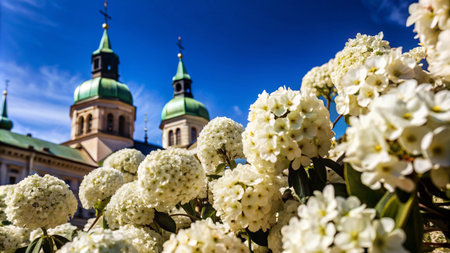 White flowers bloom in the foreground with a church in the background against a clear blue sky.の素材