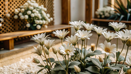 White daisies in a pot, with a wooden bench and a white rug in the background.の素材