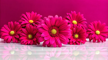 A group of vibrant pink gerbera daisies arranged on a white surface against a magenta background.の素材