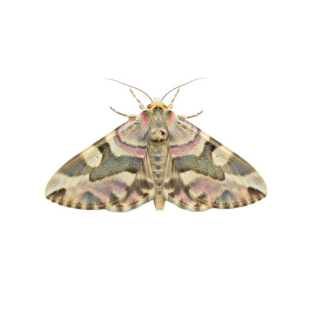 Butterfly isolated on white background. Clipping path included.の素材