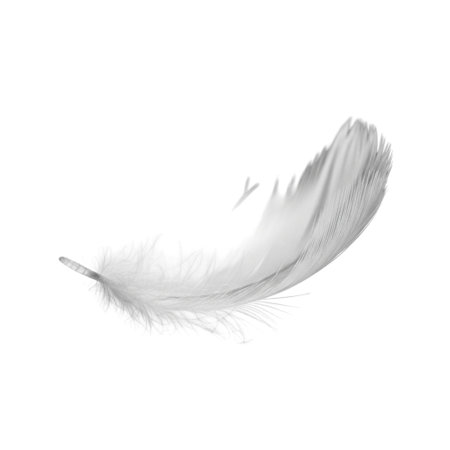 Close up of a soft, white feather resting on a black background, highlighting intricate details and textureの素材