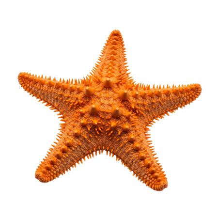 Detailed close up of an orange starfish showcasing its textured, spiny surface against a black backgroundの素材
