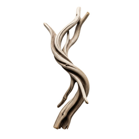 A close up of twisted, organic shaped driftwood set against a black background, emphasizing natural curves and texturesの素材