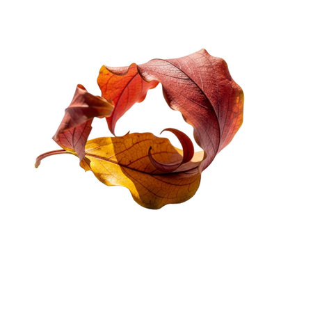 Colorful autumn leaves curled into a spiral shape, isolated on a black background, showcasing vibrant reds, oranges, and yellowsの素材