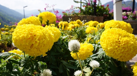Beautiful Flower 5の写真素材