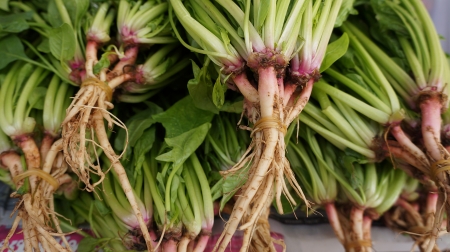 celery root group