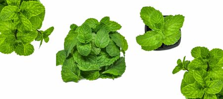 set of green fresh mint isolatedの写真素材
