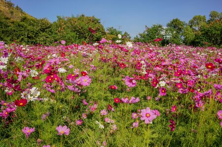 Cosmos flowers blooming in the gardenの写真素材