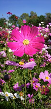 Closeup fresh purple cosmos flowersの写真素材