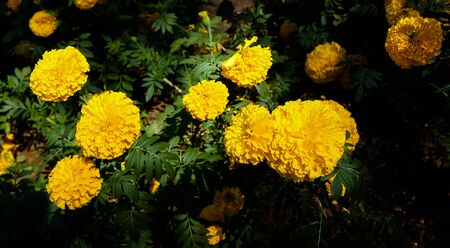Marigolds shades of yellow color, Floralの写真素材