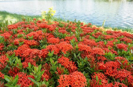 group of red ixora flowes near riverの写真素材