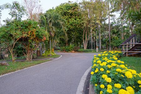 Jogging track in the park with Marigold flowers on the side. running wayの写真素材
