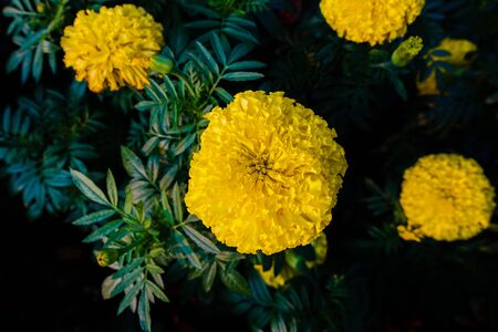 beautiful Yellow Marigold flower (Tagetes erecta, Mexican, Aztec or African marigold) in the garden.の写真素材