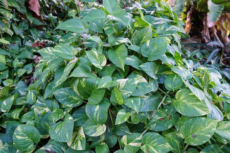 Green leaves background. Spotted betel background.  Â Betel piper leaves are heart-shaped. Thai herbsの写真素材