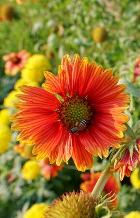 detail of bee or honeybee in Latin Apis Mellifera, european or western honey bee sitting on the red and yellow flowerの写真素材