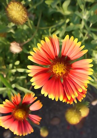 close up beautiful red flowers in natue park gardenの写真素材