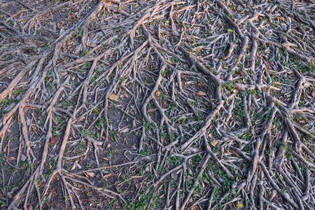 beautiful pattern with roots of tree in nature parkの写真素材