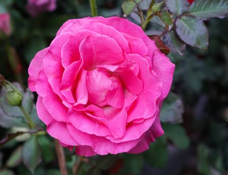 close up pink rose flower on green leaves backgroundの写真素材