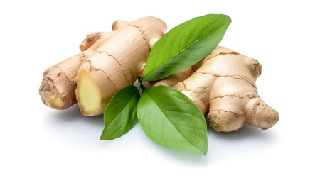 Ginger root and basil leaves isolated on white background. Top view.の写真素材