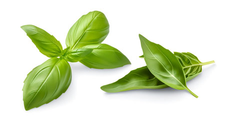 Fresh green basil leaves isolated on white background.の写真素材