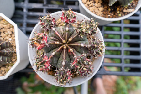 Close-up Gymnocalycium mihanovichii cactus with many cactus blurred background.の写真素材