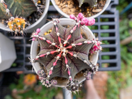 Close-up Gymnocalycium mihanovichii cactus with many cactus blurred background.の写真素材