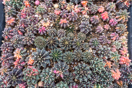 Close-up Group of Gymnocalycium mihanovichii cactus. Many cactus plants on the pot at cactus farm house.Cultivation of beautiful cactus species as a hobby and selling.の写真素材