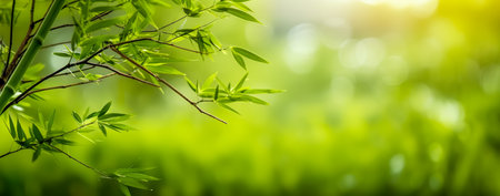 Beech forest panorama and the sun, with bright rays of light beautifully shining through the trees. Generative AIの素材