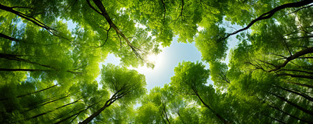 Beautiful forest scene, bottom view of tall trees in national park with brown black branch and new green leaves sprout out in spring seasonの素材