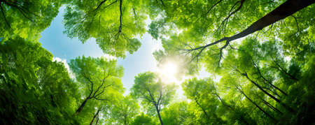 Beautiful forest scene, bottom view of tall trees in national park with brown black branch and new green leaves sprout out in spring seasonの素材