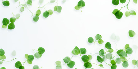 Green leaves on white background as botanical frame flatlay, eco design and spring nature flat lay conceptの素材
