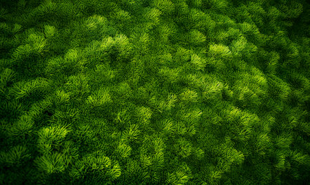 Artificial grass field meadow green. Top View Texture.の素材