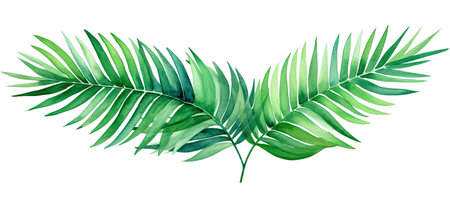 Green leaves of tropical plants bush floral arrangement indoors garden nature backdrop isolated on white backgroundの素材