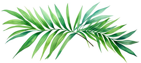 Green leaves of tropical plants bush floral arrangement indoors garden nature backdrop isolated on white backgroundの素材