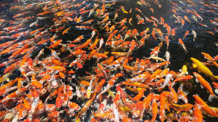Koi fish or carp fish swimming in pond. koi fish waiting for food. pattaya beach,Thailandの写真素材